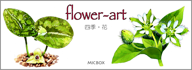 Navi-Flower-650p.jpg